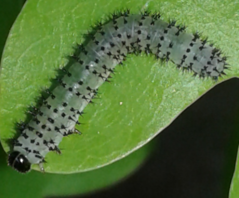 Tenthredinidae : larve su quercia di Periclista sp.?